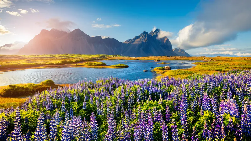 Lupinenfeld vor Bergkulisse auf Island – Island-Kreuzfahrt mit nicko cruises